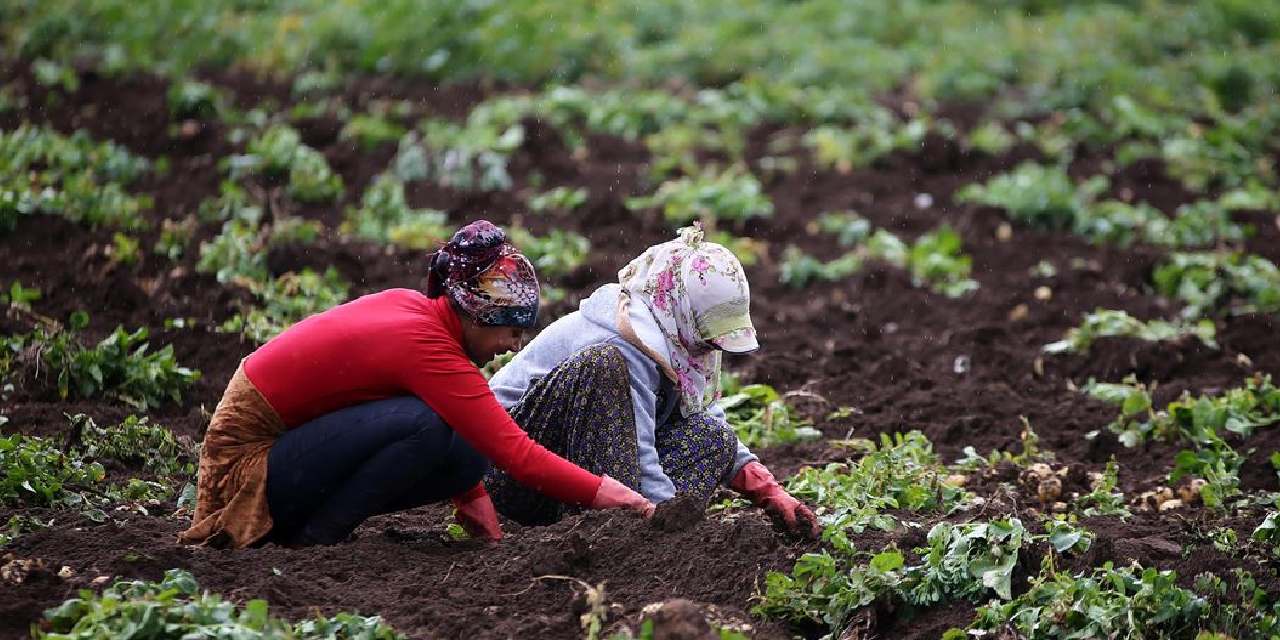 400 donumde yilda 800 ton uretiliyor koyluler toprak donmadan hasat ediyor TRqq1QKL