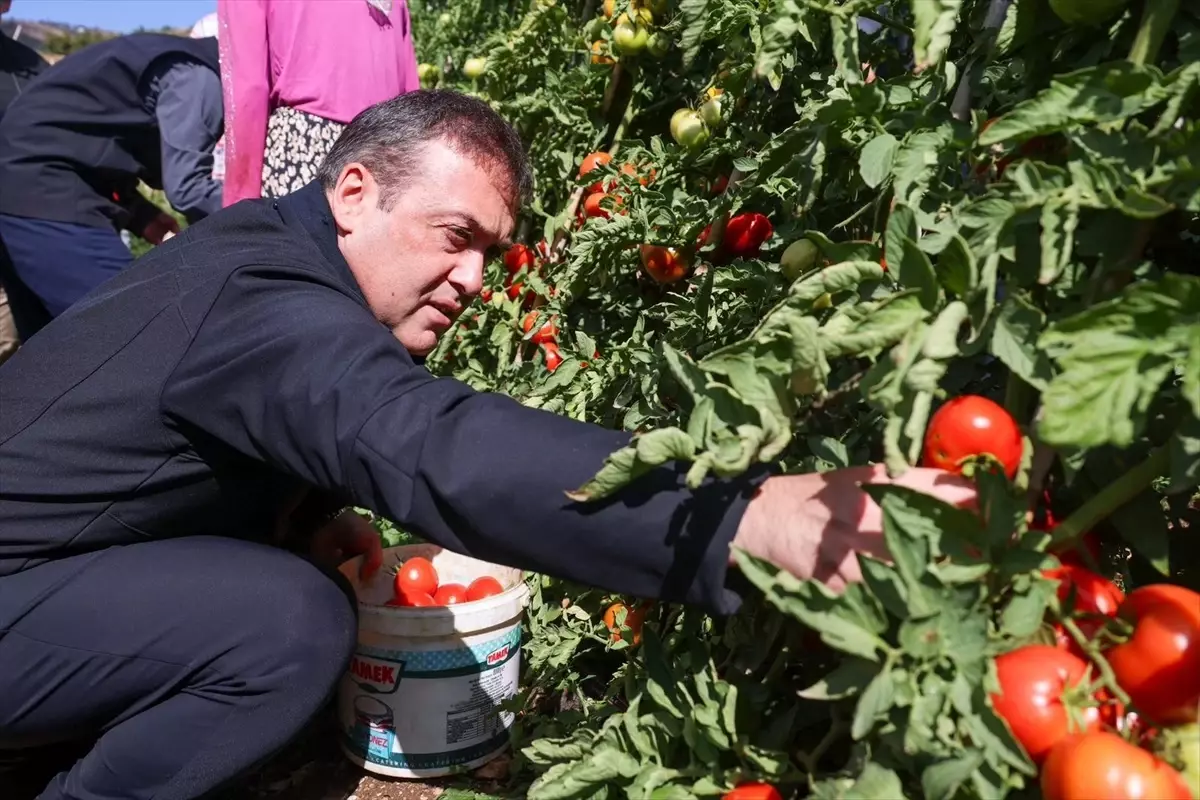 bilecikte 17 bin dekar domates uretildi HfIbJpea