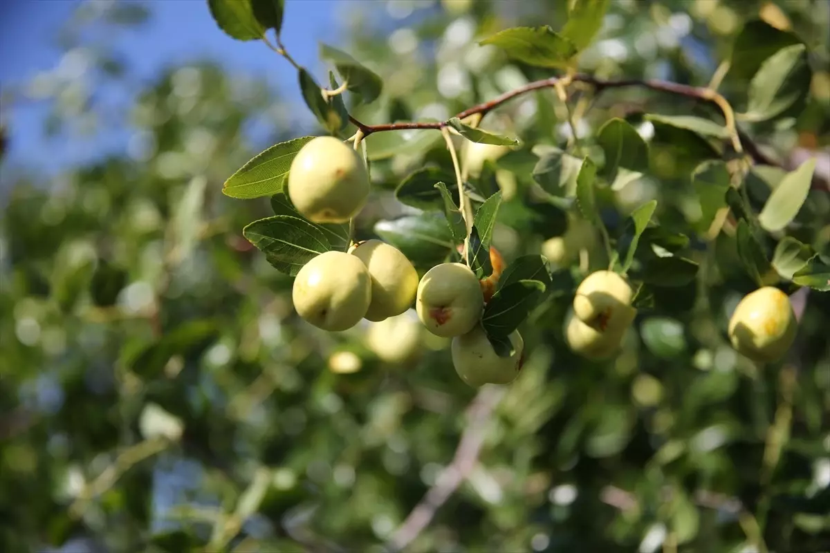 edirnede hunnap uretimi artiyor yMw6CPNB.jpg