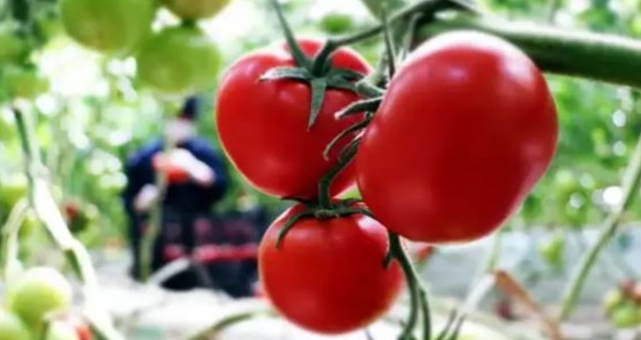 tarlada 6 lira olan domates sofrada 40 lira XSiaSiRN