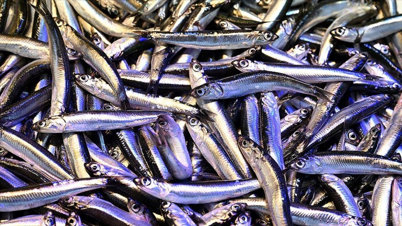 trabzonda hamsinin kilogrami 200 liradan satiliyor 4tzX5S4i
