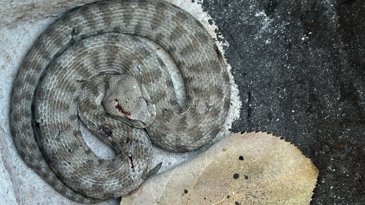 tuncelide kedi ve engerek yilaninin kavgasi kameralara yansidi 4XBwhC2X.jpg