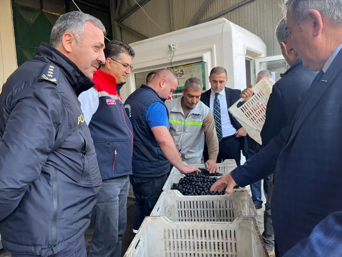 sarkoyde zeytin hasadi etkinligi q3bjY9Kv.jpg