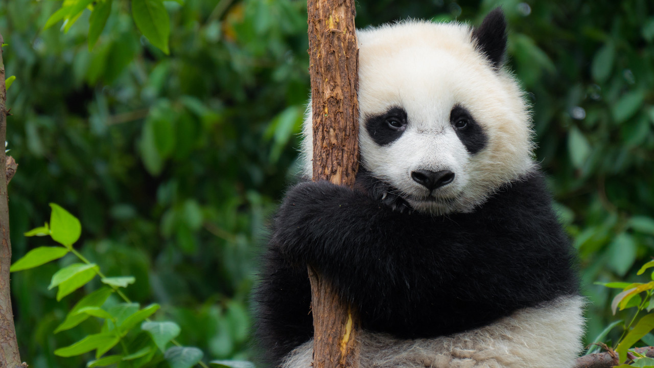 Sevimli yüzün arkasındaki sır: Pandalar aslında ne kadar tehlikeli?