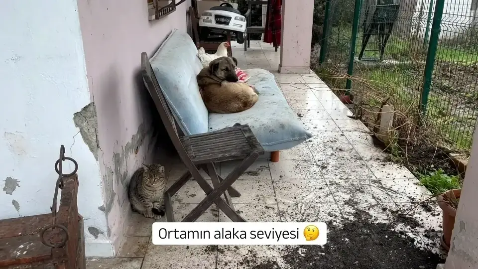 Bir içerik üreticisinden “ortamın alaka seviyesi” paylaşımı